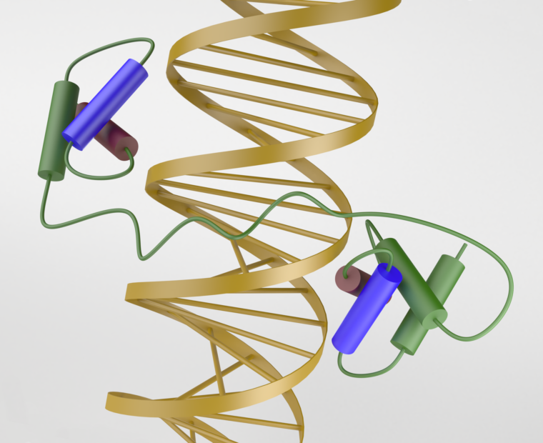 DNA helix